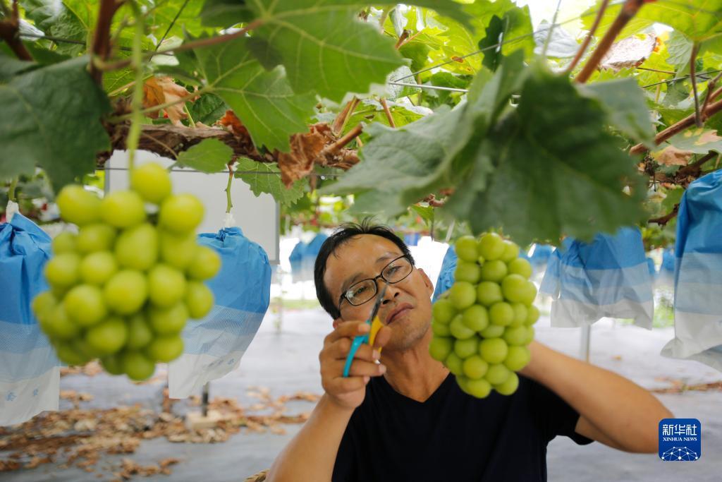 奔驰宝马游戏不输的玩法